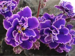 The Ottawa African Violet Society is holding a show this week.
