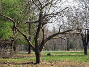 This old apple tree has been properly pruned, with some of its larger limbs cut back and smaller branches thinned out to let light and air in among remaining branches.