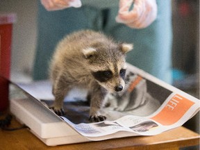 As of Friday, the City of Ottawa will be handling all calls about injured stray animals and wildlife — from gimpy squirrels to rabid raccoons to cats injured in traffic.