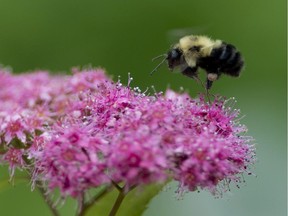 Neonicotinoids are believed to have negative effects on bees.