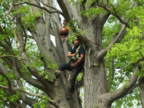 A worker removes the old oak tree. Kevin Dodds and his dad Wes Dodds had to have a really old Oak tree removed from their property due to fear of it breaking and injuring someone, May 18, 2015. They believe it is one of the oldest Oak tree in the area.  (Jean Levac/ Ottawa Citizen)