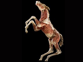 BODY WORLDS: Animal Inside Out, presents a fascinating and rare opportunity to see what’s under the skin of more than 100 animal specimens.