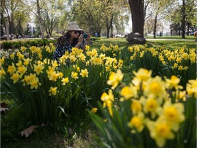 Daffodils are another popular spring flower at the Tulip Festival.