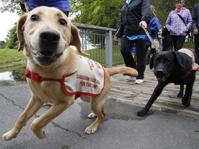 Dogs and their owners participate in "Dollars for Dogs", a fundraiser in support of Canadian Guide Dogs for the Blind, at Andrew Haydon Park in Ottawa on Sunday, May 31, 2015.