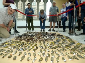 Flap Canada's Ottawa wing arranged three  hundred dead birds into a colourful pattern in the glass tower of the Museum of Nature Thursday to highlight the result of bird/building collisions. Using the frozen birds, members of FLAP explained to the public why birds hit buildings and how it can be prevented in the future.