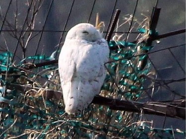 A few late lingering Snowy Owls have been reported recently including one along the Ottawa River in Gatineau.