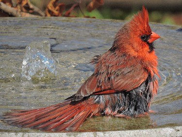 A male Northern Cardinal takes a leisurely bath. Water is important for birds both for drinking and cleaning their feathers.