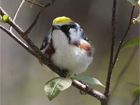 Watch for Chestnut-sided Warblers in the Gatineau Park at Champlain Lookout.