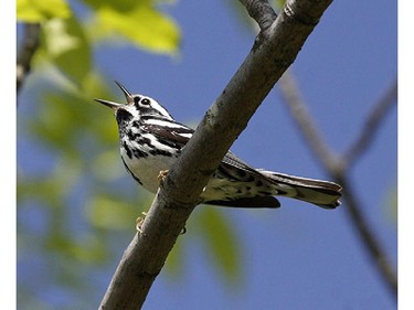 Black and White Warbler Location- Chaffeys Lock.  The Black and White Warbler is a regular summer breeder in the Ottawa-Gatineau district. This species is sometimes referred to as the ìNuthatch Warbler as it works its way up and down tree trunks like the White-breasted Nuthatch.
