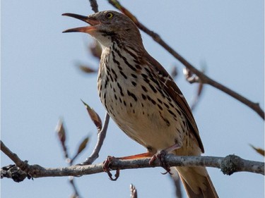 The Brown Thrasher is easily detected by its distinctive song, a long series of repeated doubled phrases with no definite beginning or end.