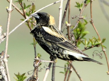 Bobolink at  Meech Creek Valley . The male Bobolink is easily identified by its striking plumage. This species was once a common sight in our region but due to habitat loss it is becoming uncommon.