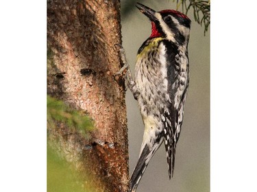Yellow-bellied Sapsucker at  Lanark. The Yellow-bellied Sapsucker is one of eight species of woodpeckers that regularly breed in eastern Ontario and the Outaouais region.