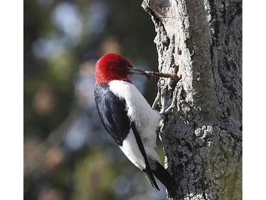 Red-headed Woodpecker at  Point Pelee .  Over the past 50 years the Red-headed Woodpecker has declined as a breeder in eastern Ontario and the Outaouais region. A combination of habitat loss and competition for nesting sites- has reduced this species' numbers.