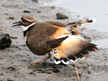 Killdeer at  Ottawa. The Killdeer is a common nesting species in our area. Watch for their broken wing act as they lure you away from their nesting site.