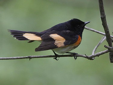 American Redstart at Point Pelee.The American Redstart is also known as the Halloween Warbler because of its orange and black plumage.