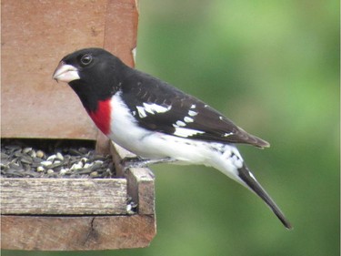 The first Rose-breasted Grosbeaks has arrived in our area. Keep your feeders full.