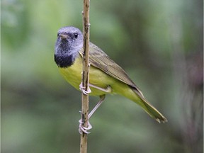 The Mourning Warbler is easily recognized by its gray hood and black bib.