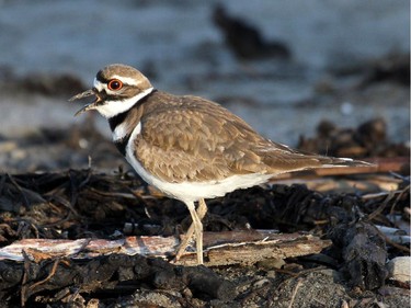 The Killdeer is a common summer resident is our region and can be found nesting in meadows, fields and gravel areas including parking lots.