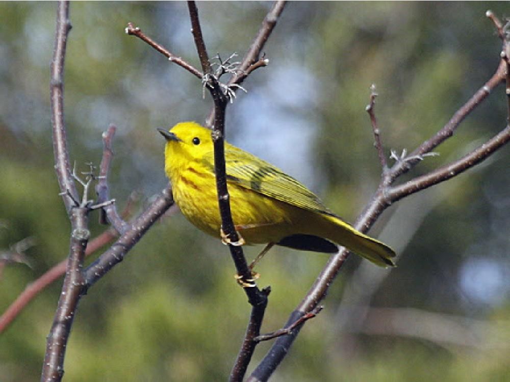 Photos World of Birds, May 9 Ottawa Citizen