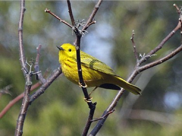 The first Yellow Warblers have arrived back in eastern Ontario and the Outaouais region.