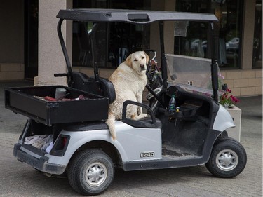 Stuart Bradshaw with his dog Tucker (seen here) at Camelot Golf and Country Club, and Eric Ruhs and his dog Bunker at the Ottawa Hunt, chase nuisance birds away, keep the peace with squirrels, and generally keep the members happy.