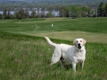 Stuart Bradshaw with his dog Tucker (seen here) at Camelot Golf and Country Club,
