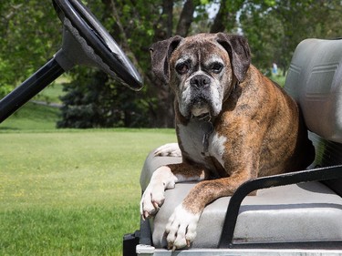 Kelly Egan column about golf greenskeepers who use dogs in their work.   Eric Ruhs and his dog Bunker (seen here) at the Ottawa Hunt, chases nuisance birds away, keep the peace with squirrels, and generally keep the members happy.
