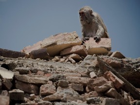 This picture taken on May 2, 2015, shows a monkey amid rubble of the damaged Swayambhunath temple in Kathmandu, following a 7.8 magnitude earthquake which struck the Himalayan nation on April 25. Desperate survivors living at ground zero of Nepal's earthquake felt abandoned to their fate after losing their loved ones and livelihoods in a disaster that has claimed more than 6,300 lives.