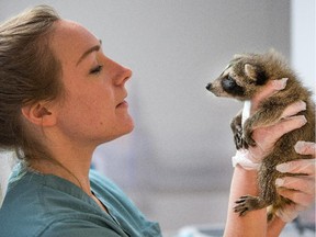 Olivia Latus, a biology graduate and intern checks on the condition of a roughy 5 week old baby raccoon as the Rideau Valley Wildlife Sanctuary, located near Kemptville, is in full swing with the caring of over 200 baby animals, mostly raccoons and squirrels but they expect to soon be taking in skunks and turtles as they get struck on roads while they cross to lay eggs. The sanctuary is sanctioned by the Ministry of Natural Resources to care for the animals with strict conditions that include requirements to release the animals back into the wild when they are able to. They also caution the general public to phone if they think they have found injured or at risk animals such as babies and the sanctuary will over instructions on what should be done.
