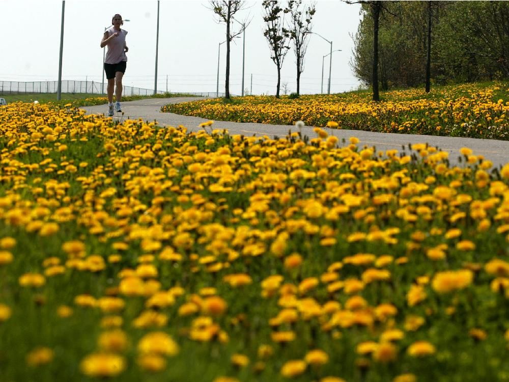 Dandelion Weed Killer Canadian Tire Discountable Price www