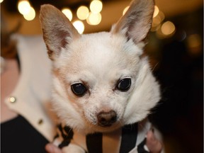 Tiny Tim was one the dogs placed for adoption by Hopeful  Hearts.