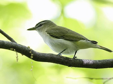 Photo #2 Red-eyed Vireo
Location: Chaffeys Lock
Photographer: Bruce Di Labio
One of the most common summer breeders in eastern Ontario and the Outaouais region is the Red-eyed Vireo. 

Bruce Di Labio 
P.O. Box 538
Carp, Ontario