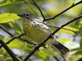 The Kirtland's Warbler.