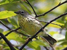 Dan Kraus of the Nature Conservancy of Canada said Ontario birds of highest concern include the Kirtland's warbler (above), golden-winged warbler, piping plover and king rail.