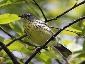 The Kirtland's Warbler.