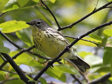 The Kirtland’s Warbler is a very rare visitor to southern Ontario and has been found breeding in eastern Ontario. This species is sometimes referred to as the Jackpine Warbler.