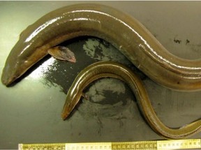 American eels of the Ottawa River and St. Lawrence grow slowly but attain larger sizes (top) compared with eels in coastal areas with saltier water (bottom).
