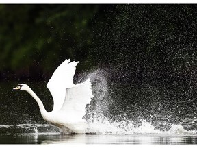 Ottawa's Royal swans were released Thursday.