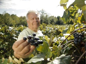 At Stone House Vineyard, Phil Favreau, who pioneered winemaking in the Lake Champlain region of New York State, shows off some of the cold-hardy grapes for which the area is famous.