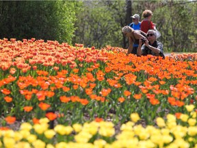 There are more than 1 million tulips planted in the National Capital Commission's flowerbeds every year for the annual tulip festival. May 8, 2015