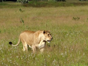 This April 2012 photo shows a lioness walking through the tall grass in the Phinda Private Game Reserve, near the town of Hluhluwe, in Kwazulu-Natal province, South Africa.