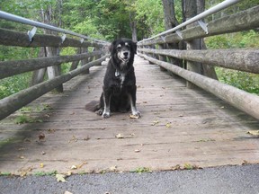 Bridge replacement on Sugarbush Trail is among projects slated for Gatineau Park.