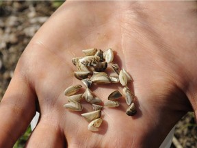 A handful of zebra mussels sampled from a boat hull at the Aylmer Marina. Their rather small size indicates that they are young juvenile zebra mussels. This find confirms the presence of a population(s) of adult zebra mussels in the Lac Deschenes reach of the Ottawa River.