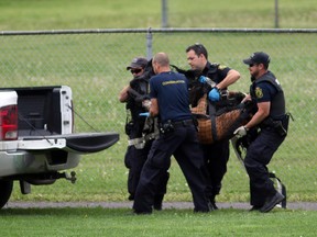 A tranquilized deer is loaded into a vehicle at Graham Ball softball diamond on Castlefrank Rd. in Kanata (Ottawa), Wednesday, June 10, 2015. The deer, which was injured after running into a home window, was transported back into the Greenbelt. Mike Carroccetto / Ottawa Citizen