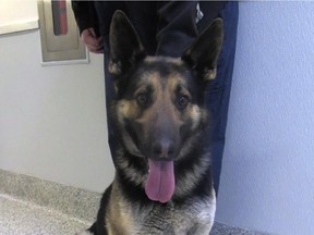 Tyson, a two-year-old German shepherd, seen in this 2014 photograph, recovered from injuries he sustained when his former owner dragged the dog behind a truck for half a kilometre for running away from home.
