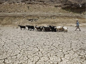 A Yemeni shepherd walks a herd of goats through a drought-affected dam on the outskirts of Sanaa, Yemen, Tuesday, June 17, 2014. A United Nations convention highlights the effects of drought on populations and landscapes.