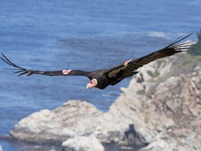 File photo a California condor in flight in Big Sur in 2012.