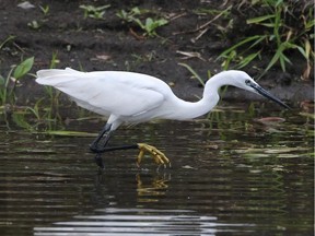 When rediscovered on June 8 the Little Egret appeared not to have its head plumes but they were likely difficult to see in the heavy rain.