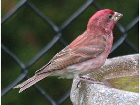 The Purple Finch is sometimes confused with the House Finch. Note the strawberry colour on head- breast and back. Also notched tail. This fellow was spotted in Kanata.