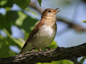 The Veery is a common thrush in our region and has a distinctive descending series of veer notes.